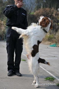 obedience school for dogs jonesboro ar,Introduction to Obedience School for Dogs Jonesboro AR